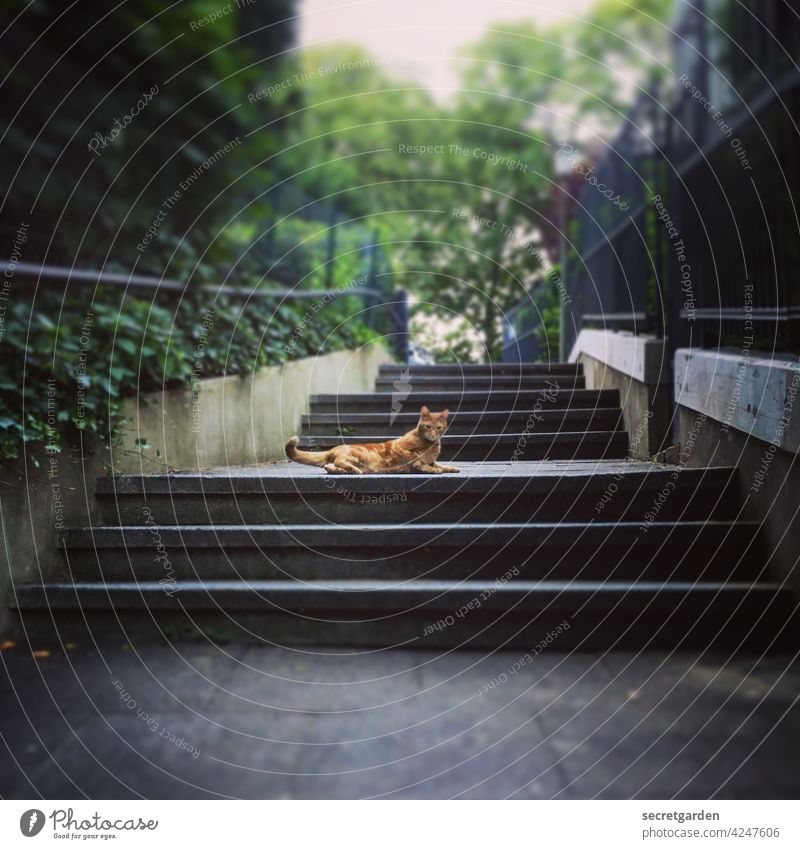 Katerstimmung auf der Himmelsleiter Treppe Katze Katzenfreund niedlich Haustier Tier Farbfoto Tierliebe 1 Tag Außenaufnahme Menschenleer zutraulich zahm rollig