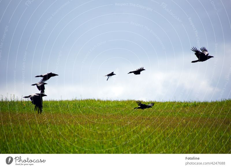 Die Krähen fliegen zum Casting für den Film "Die Vögel" von Alfred Hitchcock Vogel Tier Außenaufnahme Farbfoto Wildtier Natur Tag Menschenleer Umwelt Himmel