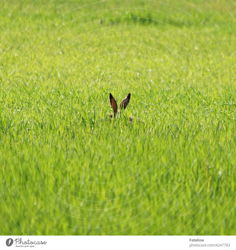 Aus dem Gras gucken zwei Hasenohren hervor. Ich würde mal sagen... schlecht versteckt! Wildtier Tier Außenaufnahme Farbfoto Natur Tag Menschenleer Umwelt