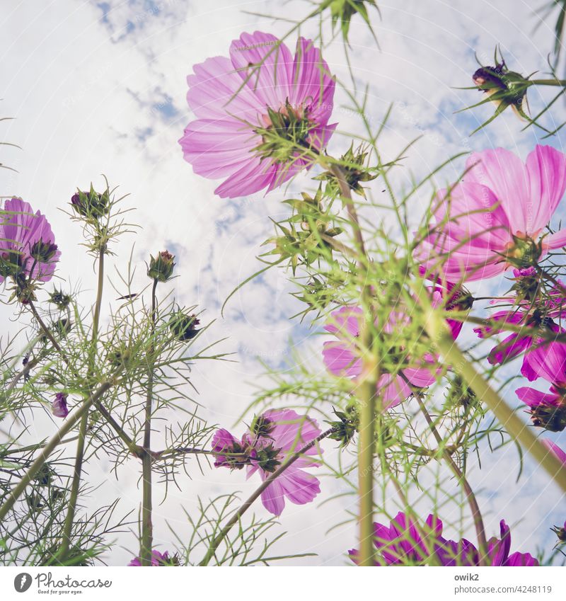 Frisch gewaschen Cosmea Schmuckkörbchen Garten Blume Blühend viele Wachstum Lebensfreude Frühlingsgefühle Neugier Kraft Begeisterung aufwärts Farbfoto