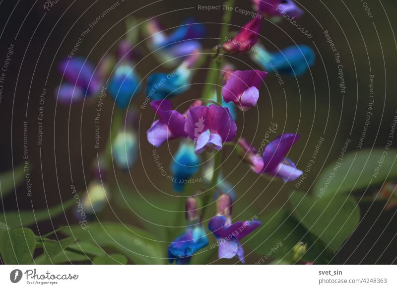 Lathyrus vernus, Frühlingserbse, Frühlingsplatterbse, Frühlings-Platterbse. Blau, lila, rosa Blüten von Lathyrus vernus auf einem grünen Wald Hintergrund Nahaufnahme im Frühling. Rosa lila Blumen Hintergrund.