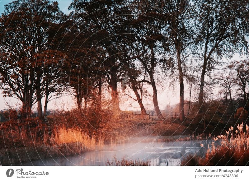 Frühmorgendlicher Nebel steigt langsam aus dem verschlafenen Teich auf Morgen Teiche Natur Wasser See Reflexion & Spiegelung Windstille Menschenleer Seeufer