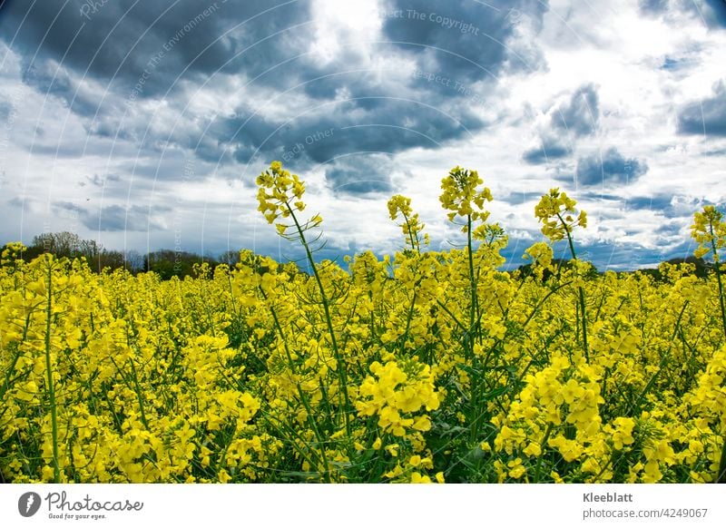 Leuchtend gelbes Rapsfeld über das dunkle Regenwolken hinweg ziehen, leuchtend Rapsöl Bio Biowirtschaft Biolandwirtschaft Bauer bestellen Ertrag Essen gesund