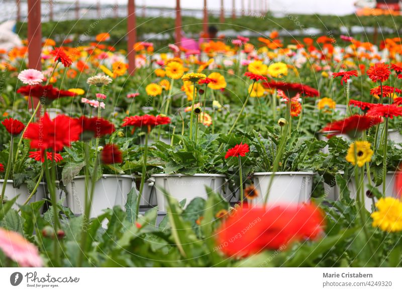 Nahaufnahme von bunten Gerbera-Gänseblümchen oder Gerbera jamesonii in voller Blüte im Sommer gerbera jamesonii Blumengarten Kameruner Hochland malaysia