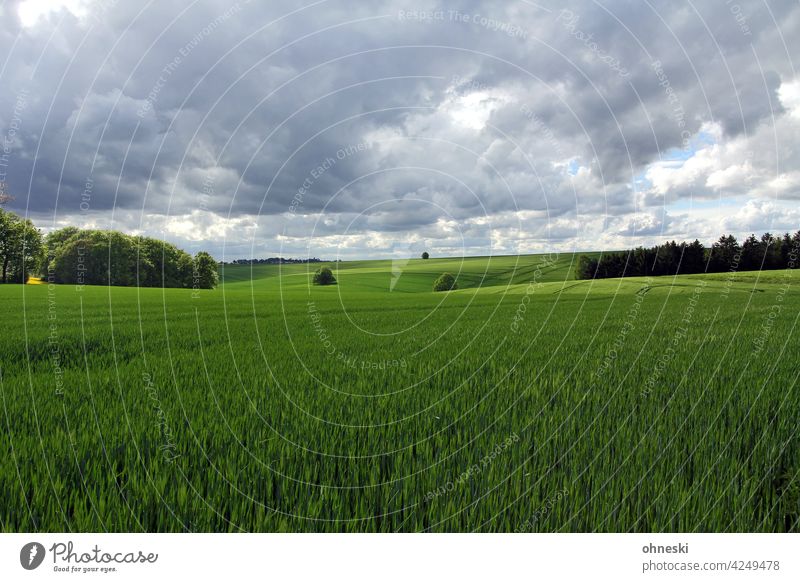 Kornfelder und bewölkter Himmel Landschaft Landwirtschaft Feld Außenaufnahme Wolken Umwelt grün Ackerbau Getreidefeld Nutzpflanze Weite ökologisch