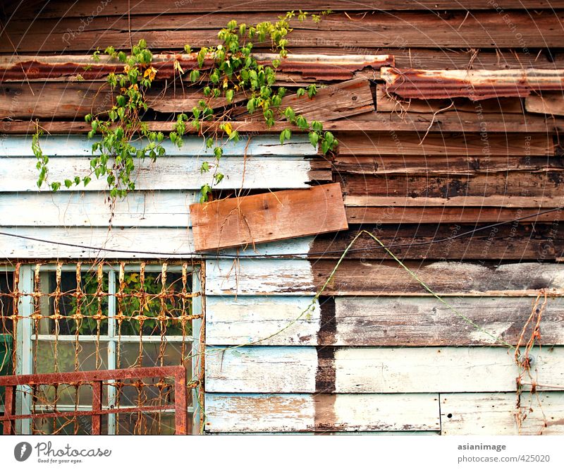 Eine interessante alte Holzhütte mit Reben, die darauf wachsen. Haus Hütte Metall Armut Bruchbude hölzern Nutzholz Fenster Bars Wein Kabel Draht Rust verfallen