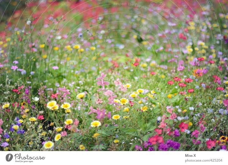 Bunt Frühling Sommer Blume Blüte Wiese Blühend Duft positiv Stimmung bewachsen Blumenwiese sommerlich Sommertag Wiesenblume Garten Farbfoto mehrfarbig