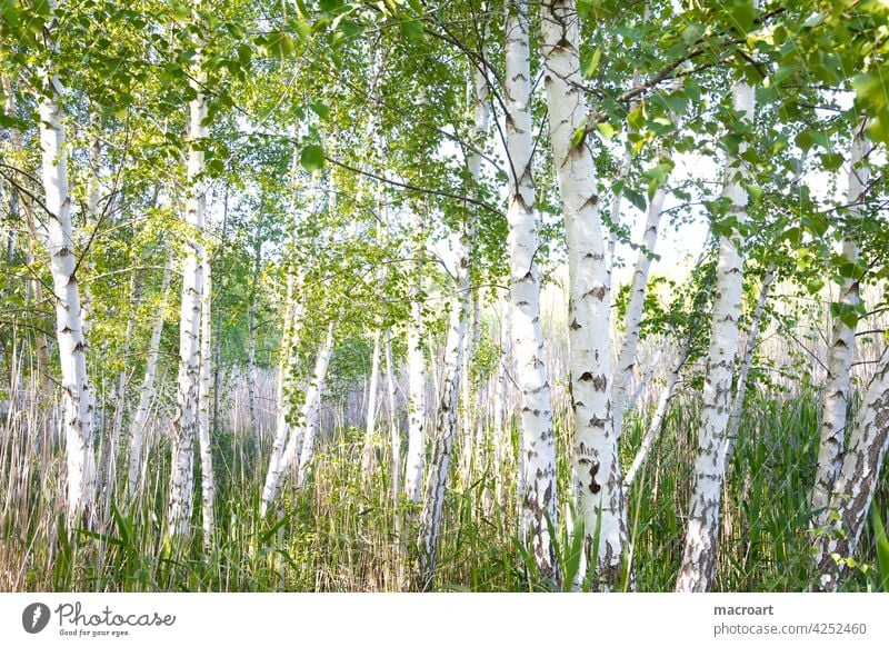 Birken am See Bäume laubbäume laubbaum see gewässer Birkenwald Wäldchen natur Landschaft grün gräser idylle sommer frühling