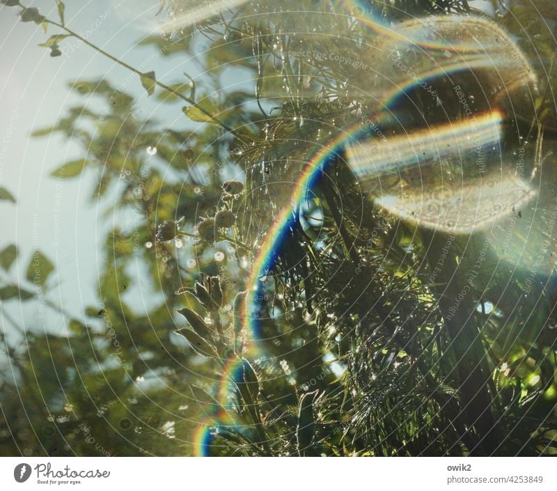 Pchychogramm Frühling verschwommen Nahaufnahme Morgenlicht klein frisch flirren Wiese Menschenleer Pflanze Licht Regen Halm glänzend schemenhaft Farbfoto Wasser