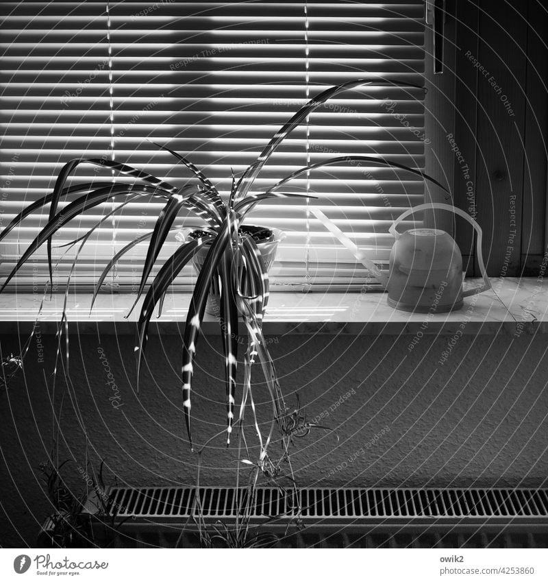 Kann ich? Zimmerpflanze Lamellen Sichtschutz Lichteinfall Alltagsfotografie Nahaufnahme Häusliches Leben Schönes Wetter leuchten Lichterscheinung geschlossen