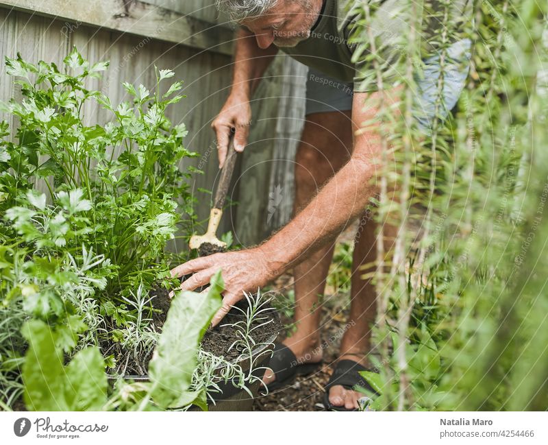 Senior Mann schneidet Rosmarin im Innenhof. Haus Gartenarbeit, Kräuter und Pflanzen im Garten Hof Natur Bewässerung Petersilie Blatt Basilikum Nur ein Mann
