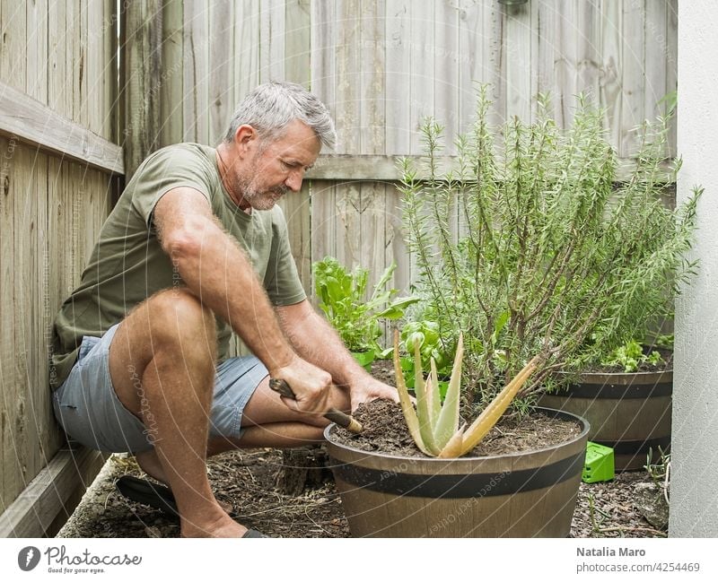 Senior Mann schneidet Rosmarin im Innenhof. Haus Gartenarbeit, Kräuter und Pflanzen im Garten Hof Natur Bewässerung Blatt Nur ein Mann Küchenkräuter