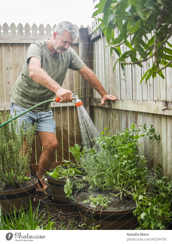Senior Mann schneidet Rosmarin im Innenhof. Haus Gartenarbeit, Kräuter und Pflanzen im Garten Hof Natur Bewässerung Blatt Nur ein Mann Küchenkräuter