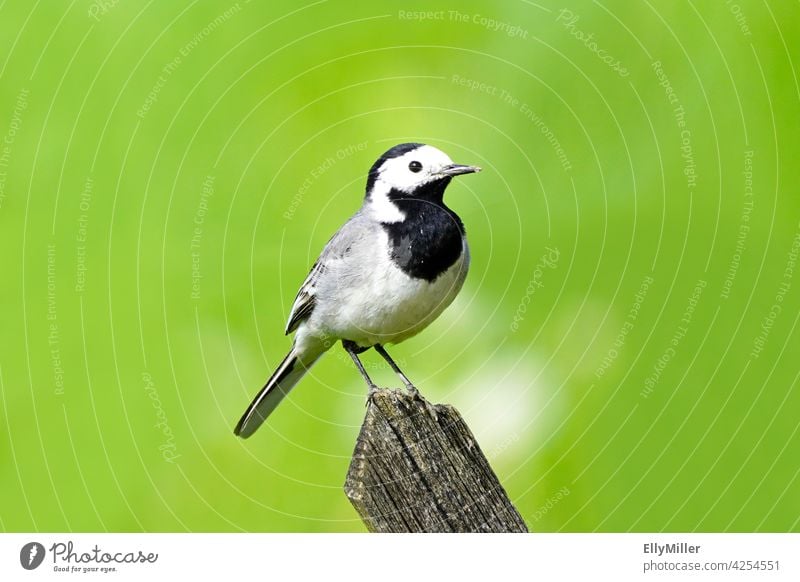 Bachstelze sitzt auf einem alten Jägerzaun. Vogel in Nahaufnahme mit grünem Hintergrund. Motacilla alba Singvogel schwarz grau weiß klein kontrastreich Gefieder