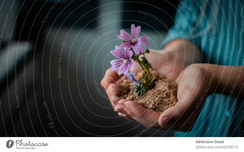 Gesichtslose Frau mit Erde und lila Blumen Boden Flora Blüte zeigen Pflanze duftig Angebot filigran Botanik manifestieren Blütezeit natürlich geblümt