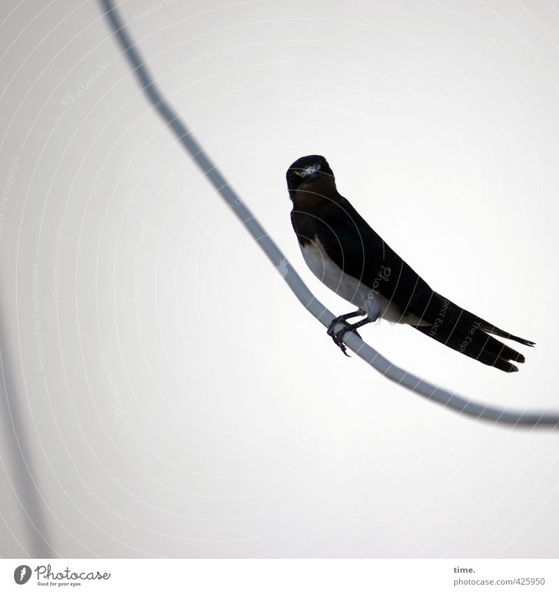 Ick gloob ick spinne | Unerwartete Dachlukenbekanntschaft Technik & Technologie Energiewirtschaft Kabel Leitung Wildtier Vogel Schwalben 1 Tier beobachten Blick