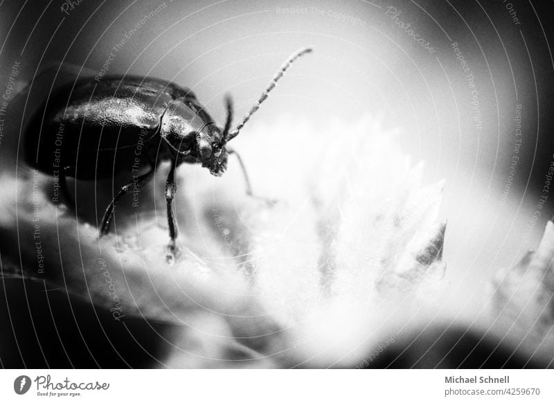 Erlenblattkäfer Käfer Insekt Makroaufnahme Nahaufnahme Natur Tier Außenaufnahme 1 Schwache Tiefenschärfe krabbeln Garten klein Neugier neugierig