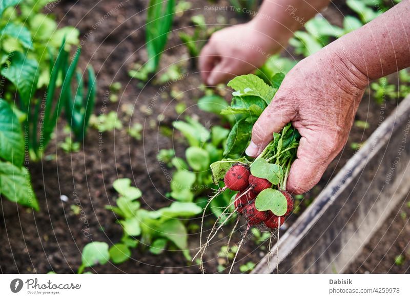 Frische Bio-Rettichernte in Frauenhand Landwirt organisch Lebensmittel Ernte Gartenarbeit natürlich Gemüse frisch Hinterhof Hände Pflanze Gesundheit Hand