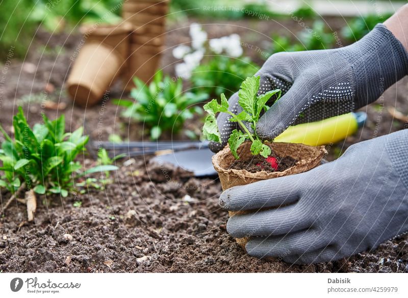 Gärtner Hände Kommissionierung und Bepflanzung Gemüsepflanze im Garten Gartenarbeit Pflanze Boden organisch Ackerbau im Freien Landwirt Salat Produkt Ernährung