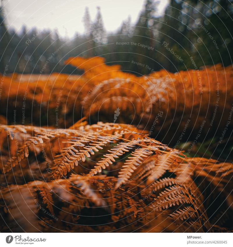 farn Farn Farnblatt Herbst herbstlich Nahaufnahme Wald Natur Pflanze Blätter orange Schwache Tiefenschärfe Umwelt Wildpflanze Detailaufnahme Menschenleer Urwald