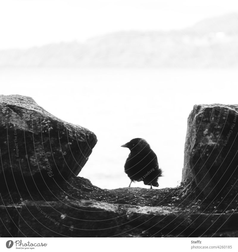 ein Wächter des schottischen Sees Vogel Dohle Mauer Silhouette Ausblick Schottland schwarzweiß Mauerstreifen Mauerreste geheimnisvoll mystisch magisch fabelhaft