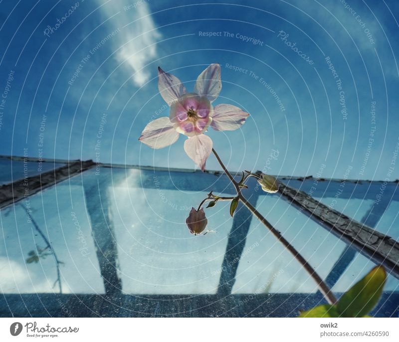 Frühling Akelei Pflanze Frühlingsblume anmutig dünn zerbrechlich Stengel Froschperspektive Blick nach oben elegant filigran Blütenstempel Blütenkelch zart