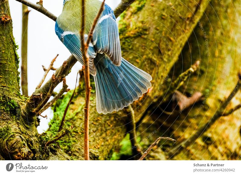 Rückansicht einer Blaumeise Federn Flügel Futter Futterstelle Garten Gartenvögel Gefieder Kohlmeise Meise Natur Nistplatz Paridae Parus major Singvogel