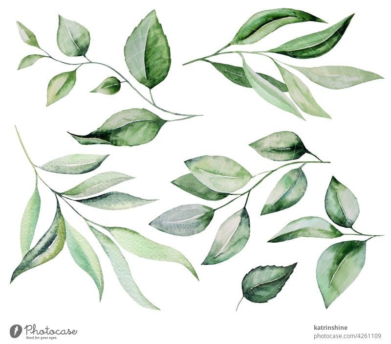 Aquarell botanische grüne Blätter Illustration Dekoration & Verzierung Zeichnung Element Laubwerk Garten handgezeichnet vereinzelt Ornament Farbe Pflanze