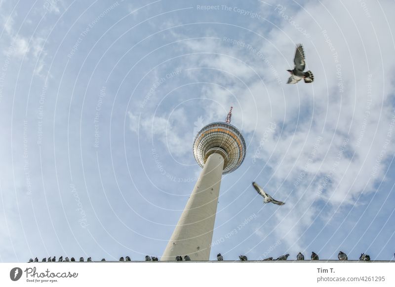 der Berliner Fernsehturm mit Tauben im Flug von unten Alexanderplatz Vogel Wahrzeichen Turm Hauptstadt Himmel Architektur Sehenswürdigkeit Berlin-Mitte