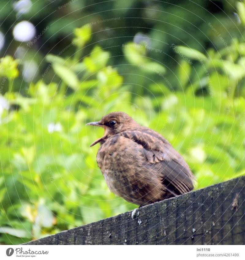 Jungvogel mit weit aufgerissenem Schnabel sitzt auf der Pergola Gartenvogel Amsel Drossel Vogelarten Singvögel Gefieder Aufzucht Hunger rufen Nahrung füttern