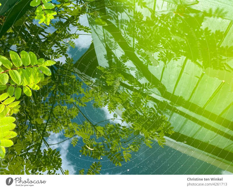 Spiegelung in einer Regenwasser Tonne Wasser Grüntöne Eberesche Blätter Himmel Wolken Holzwand Sonnenlicht Schatten Reflexion & Spiegelung blau grün Natur Baum