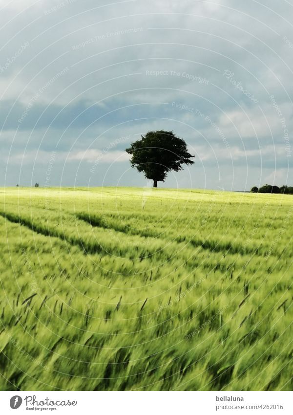 Ein Baum im Kornfeld, der steht immer frei, denn es ist Sommer... Natur Himmel Landschaft Feld Menschenleer grün Schönes Wetter Pflanze Getreide Getreidefeld