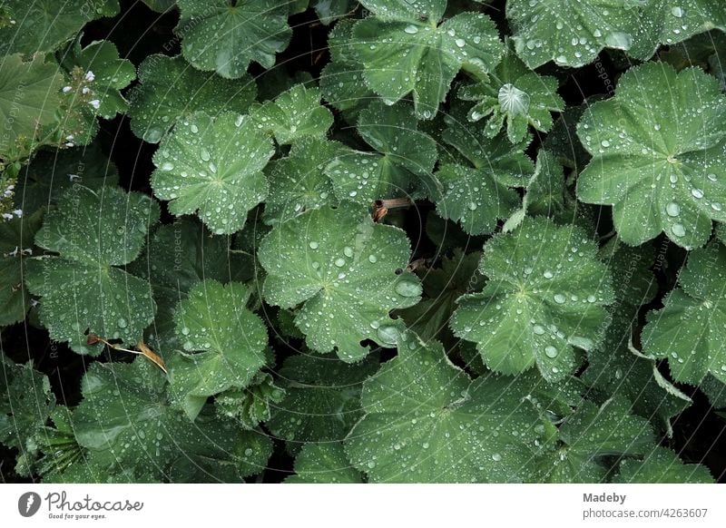 Wassertropfen auf großen grünen Blättern eines Strauch in einem Bauerngarten im Sommer in Rudersau bei Rottenbuch im Kreis Weilheim-Schongau in Oberbayern Blatt