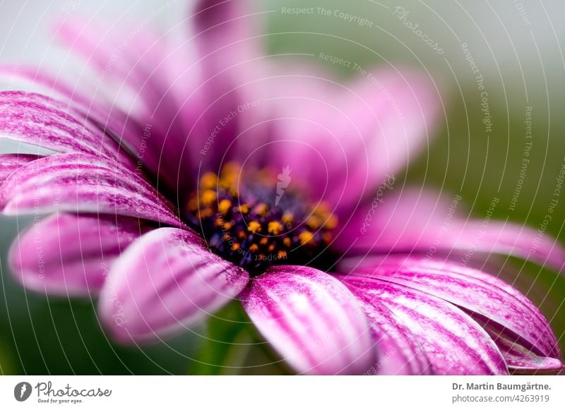 Das Kapkörbchen (Osteospermum ecklonis) ist eine beliebte  Balkonpflanze Kapaster aus Südafrika Korbblütler violett Blütenstand Asteraceae Compositae