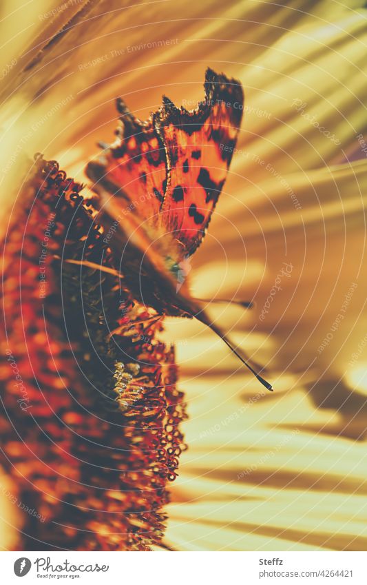 C-Falter auf einer Sonnenblume genießt die Sonnenwärme Polygonia c-album Waldfalter Schmetterling Edelfalter Sommerblume Schmetterlingsflügel Flügel natürlich