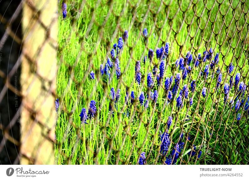 Hinter einem rostigen Maschendrahtzaun recken sich wie Zaungäste viele kleine leuchtend blaue Blumen aus einer grünen Wiese als wollten sie raus Blümchen wild