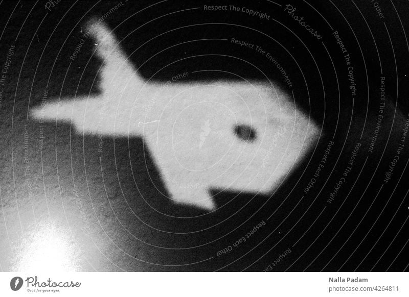 Licht an der Wand analog Analogfoto sw schwarzweiß Schwarzweißfoto Fisch Reflexion Hai Schwimmen Tauchen Unterwasser Untiefe