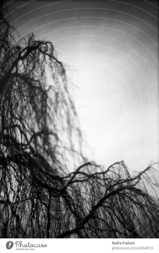 Äste analog Analogfoto sw Schwarzweißfoto schwarzweiß Baum Ast Geäst Unschärfe Anschnitt Diagonale Natur Himmel Linie Flora