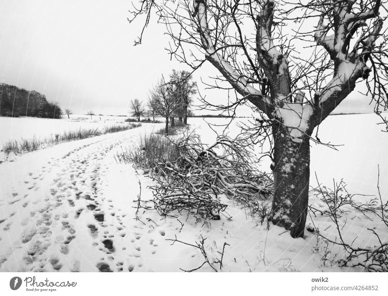 Abwegig Wege & Pfade zugeschneit Schneedecke Wintertag Winterlandschaft Melancholie Ferne Schönes Wetter Winterstimmung Schneelandschaft Weite Feld Bäume