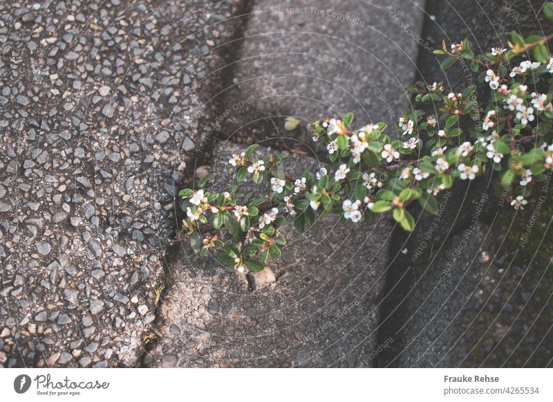 Zwergmispel mit zarten rosa Blüten auf dem Weg zur Straße grün Zweig Bordsteinkante Asphalt Kontrast Stein Bürgersteig hart Sonnenlicht Natur Stadt
