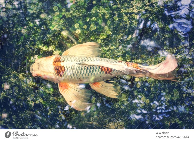 Der farbenfrohe Fisch schwimmt durch ein schimmerndes Wasser-Universum Zierfisch Goldfisch golden farbig bunt Koi Karpfen Flossen Schwanz elegant märchenhaft