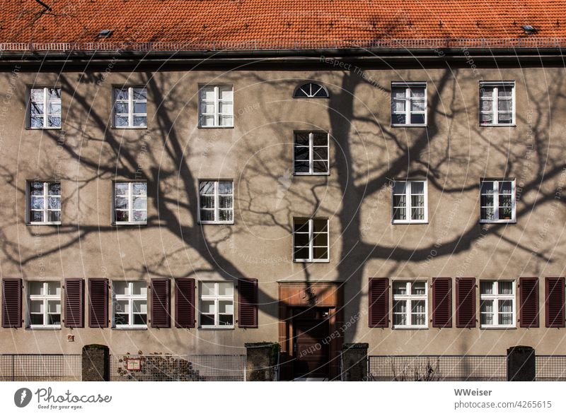 Der Schatten eines großen Baumes auf einer alten Berliner Hausfassade Fassade Sonnenlicht Wintersonne raumgreifend mächtig Fenster Miete Mietwohnung Dach Tür