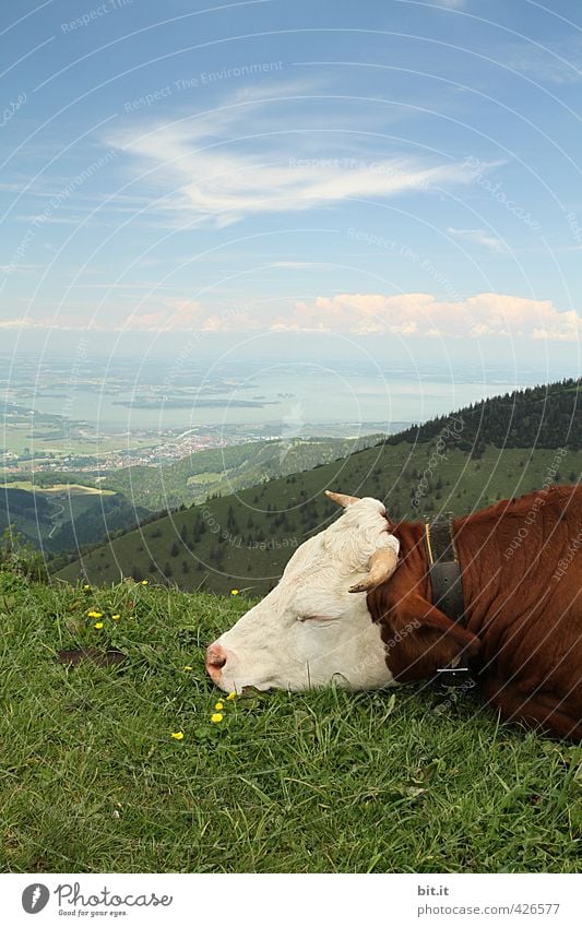 AST6 Inntal | Muh und Augen zu Käse Milcherzeugnisse Umwelt Natur Landschaft Himmel Wolken Wiese Hügel Alpen Berge u. Gebirge Gipfel Tier Nutztier Kuh 1
