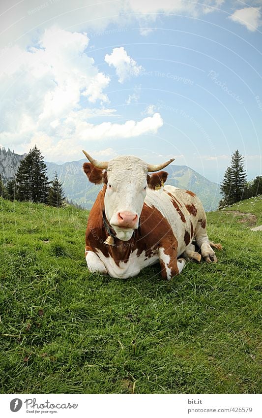Tier | A(l)bliegen Umwelt Natur Landschaft Schönes Wetter Felsen Alpen Berge u. Gebirge Gipfel Kuh 1 Rind Rinderhaltung Agrarprodukt Bioprodukte