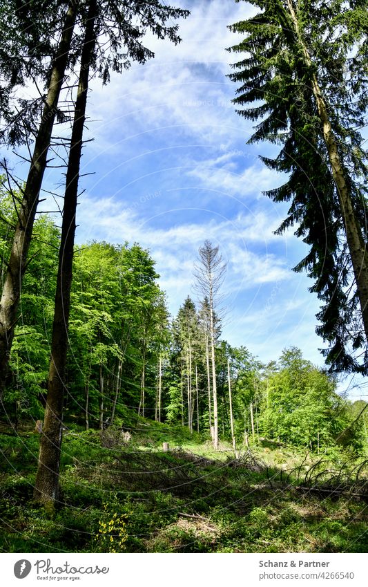 abgestorbener Baum auf Waldlichtung Bäume Lichtung Fichte Fichten Borkenkäfer Waldnutzung Forstwirtschaft Natur Umwelt Klimawandel Waldsterben Holz