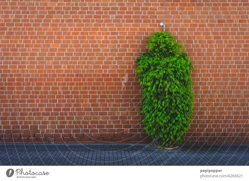 grüner Baum vor roter Ziegelwand Pflanze Wand rote wand Fassade Mauer Gebäude Außenaufnahme Farbfoto Menschenleer Strukturen & Formen trist abstrakt Muster