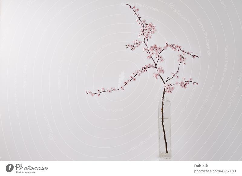 Blossom Kirsche Brunch in Vase auf weißem Tisch Ast Blume Hintergrund Blüte heimwärts Leben Frühling Design Innenbereich Pflanze noch Baum Regal Wand