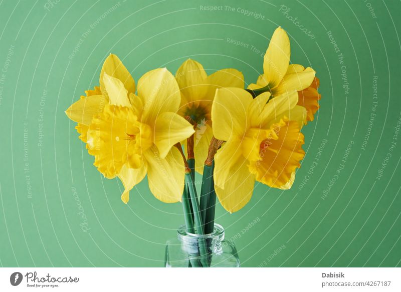 Narzissen Blumen in Vase auf grünem Hintergrund Blumenstrauß gelb Textfreiraum Frühling Sommer Blüte Natur schön Ostern kreativ sehr wenige Minimalismus Stil