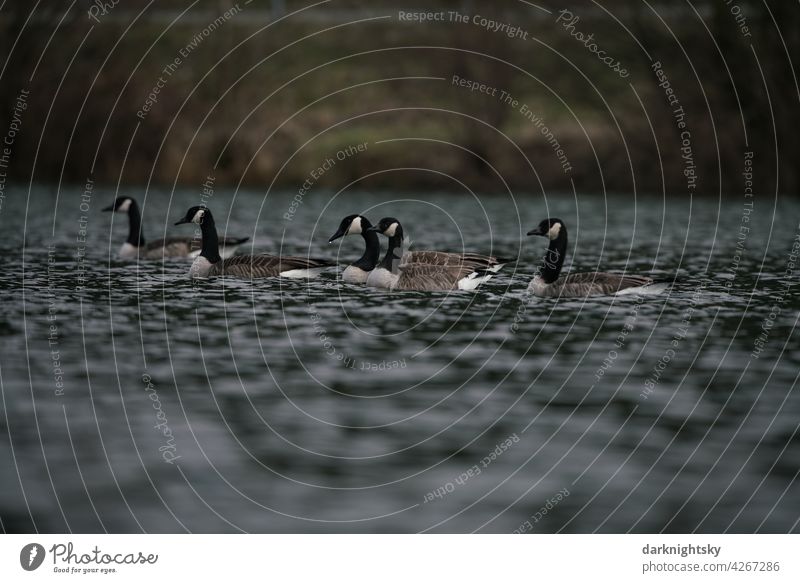 Eine Gruppe von Kanadagänsen auf einem See, Branta canadensis Anser Tiergruppe Außenaufnahme Umwelt Wildtier Zugvogel fliegen Natur Vogel Vogelschwarm Gans