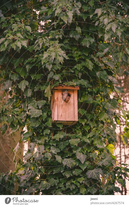 Wohnungsnot an jeder Ecke | Vogelnistkasten wird vom kleinen Eichhörnchen bewohnt, es schaut entspannt heraus Haus Vogelhaus Vogelhäuschen Nistkasten Nisthöhle